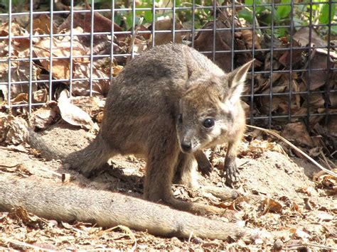 Baby Wallaby by K-Jackson-Katss on DeviantArt