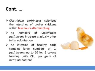 Clostridia Infection | PPT