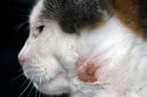 Cat Abscess: a Complete Guide to Effective Treatments - The Animalista