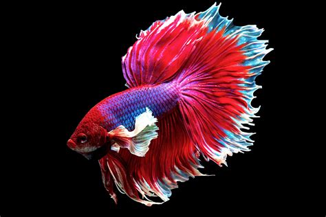 Wild Betta Fish Taxidermy betta fish possible plasticized bitterling ...