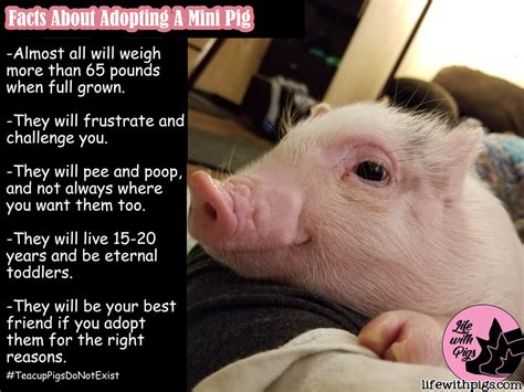 Pig Memes - Life with Pigs Farm Animal Sanctuary