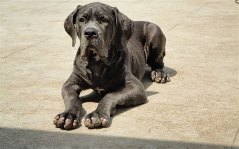 Rules of the Jungle: Neapolitan mastiff puppies