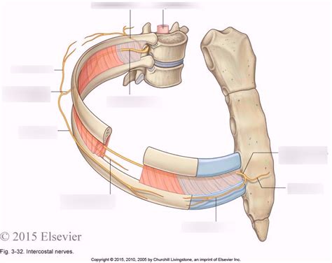 Intercostal nerves Diagram | Quizlet