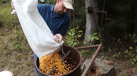 Think twice before filling the corn feeder • Arkansas Game & Fish ...