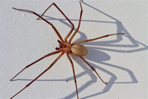 Homeowner's Guide to Brown Recluse Spiders