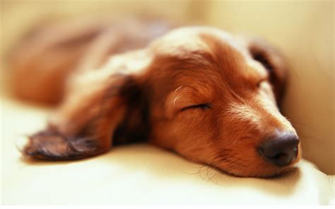 Sleeping dachshund wallpaper | 2560x1600 | #14240