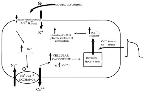 Gliclazide Mechanism Of Action