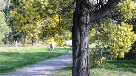 Wattle Park, Attraction, Melbourne, Victoria, Australia