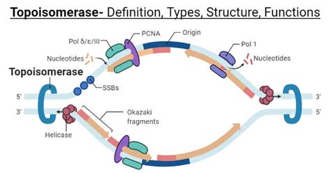 Topoisomerase: Types, Structure, Functions, Mechanism