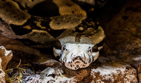 How Anacondas Eat Their Prey: A Comprehensive Guide – Reptiles & Amphibians