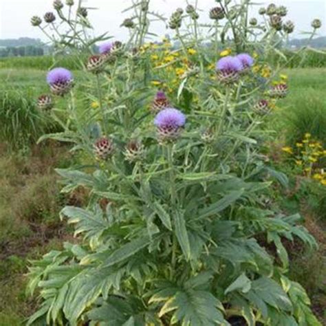 Cynara - Stars-Plant specialist in opkweken van jonge planten