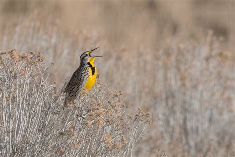 Western Meadowlark | Audubon Field Guide