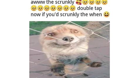 Awww The Scrunkly | Know Your Meme