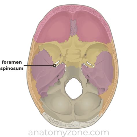 Foramen Rotundum And Ovale