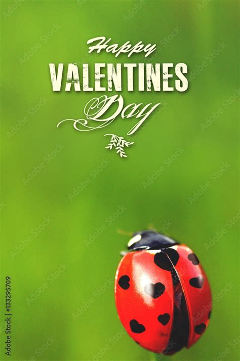 St Valentine's Day card concept. Ladybug with heart-shaped spots on the ...