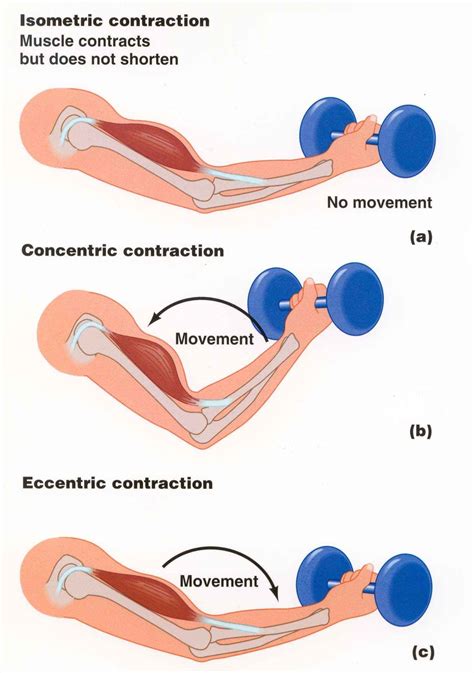 muscle contractions | muscle contraction a muscle contraction also ...