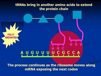 Protein synthesis animation Powerpoint of DNA to RNA to protein | TpT