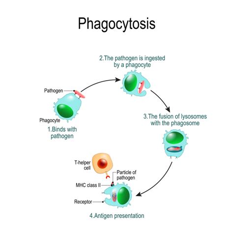 Phagocyte Cell Diagram