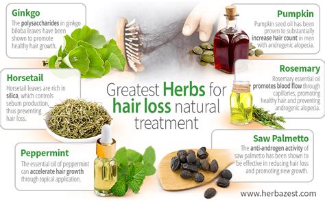 Greatest herbs for hair loss natural treatment | HerbaZest