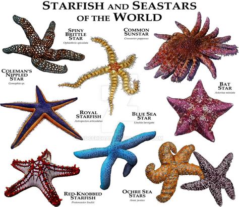 Fine art illustration of various species of the world's starfish and ...