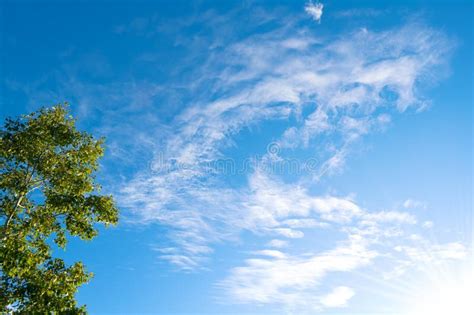 Blue sky and green trees stock image. Image of sunny - 33481477