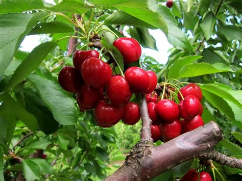 Tips for Cherry Picking Season in Brentwood, California