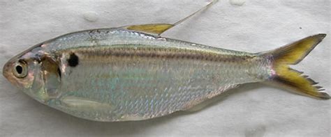 Threadfin Shad - American Sport Fish