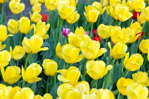 Premium Photo | Yellow tulips fresh flowers spring close up