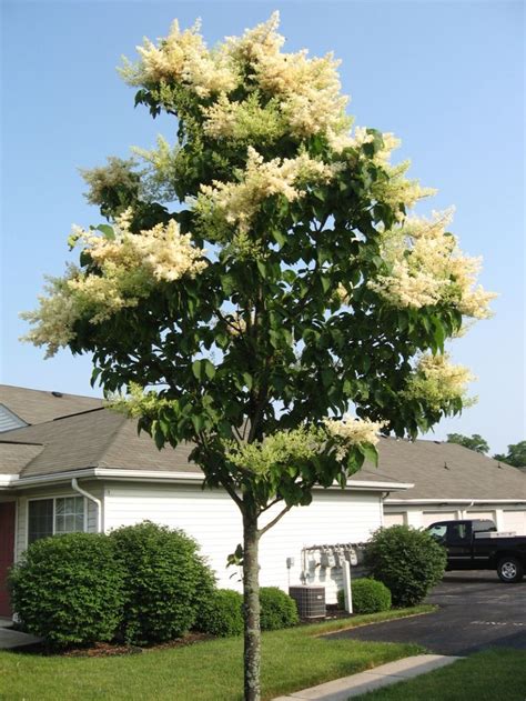 japanese lilac tree mn - Google Search | Japanese lilac tree, Lilac ...