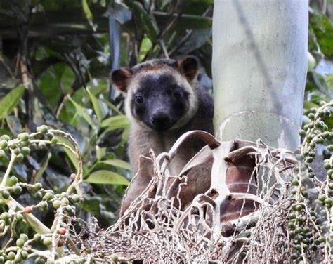 Wait-a-While Rainforest Tours (Cairns) - All You Need to Know BEFORE You Go