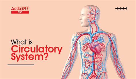 Body Organs Cardiovascular System - Infoupdate.org