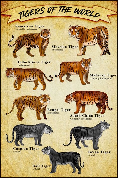 Endangered tigers of the world | Endangered tigers, Tiger conservation ...