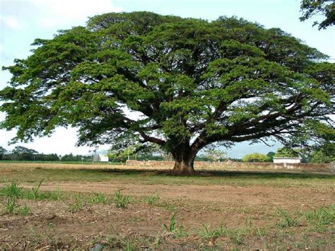 Samanea saman: Descubre un gran árbol con un gran follaje | Arboles ...