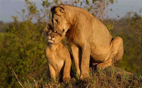 Download Cub Lioness Animal Lion HD Wallpaper