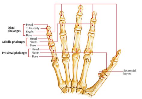 Bones of the Hand Anatomy – Earth's Lab