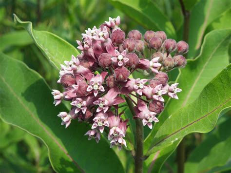 Asclepias syriaca L. | Plants of the World Online | Kew Science