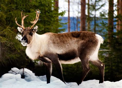 Reindeer. Wild reindeer in its natural habitat in the north of Sweden ...