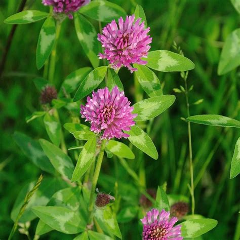 Clover Grass Seed Mix: Exploring the Diversity of Varieties for Lush ...