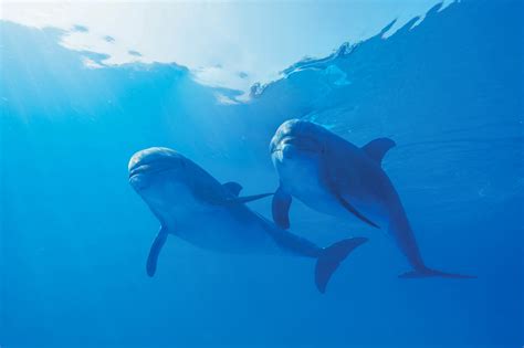 How Do Dolphins Communicate? Can Humans Speak Dolphin? | Vallarta ...