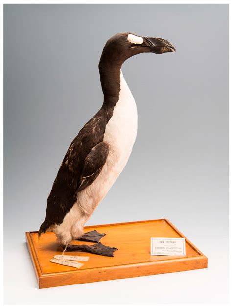 Great Auk | Great auk, Extinction, Faculty of science