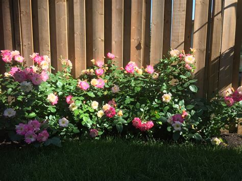 Pruning Roses – Horticulture For Home Gardeners