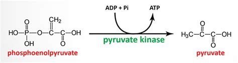 Pyruvate Kinase Deficiency: Erythrocyte - The Medical Biochemistry Page