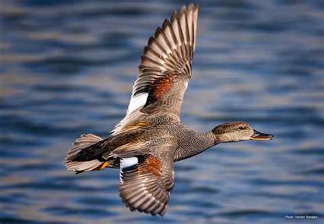 Gadwall | Types of Ducks & Geese