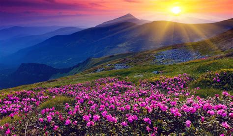 Download 4k Spring Flowers Mountain Sun Wallpaper | Wallpapers.com