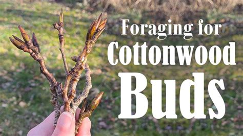 How to Identify Cottonwood Trees | Cottonwood Tree Buds for Beginners ...