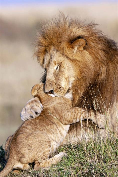 Heartwarming Photos of Lion Dad and Cub Embracing Reveal Gentle Side of ...