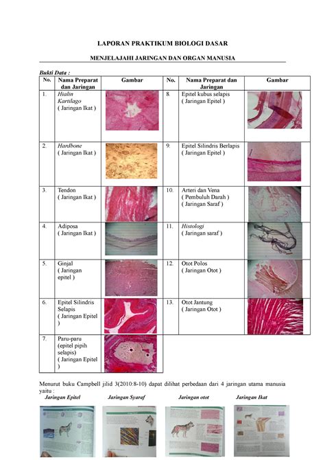 Laporan Praktikum Menjelajahi Jaringan dan Organ Manusia - LAPORAN ...
