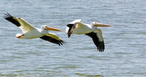 Bird Watching at the Sonny Bono Salton Sea National Wildlife Refuge ...