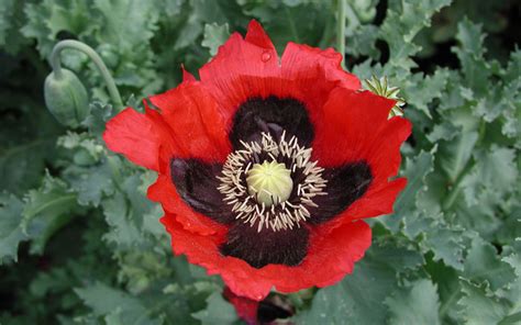 POPPY (Tagalog)