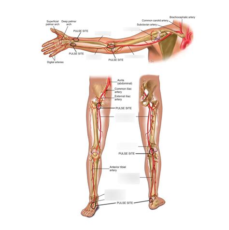 Posterior Tibialis Pulse